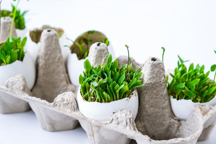 fresh-micro-greens-microgreens-of-arugula-and-cre-2021-12-15-17-53-16-utc.jpg