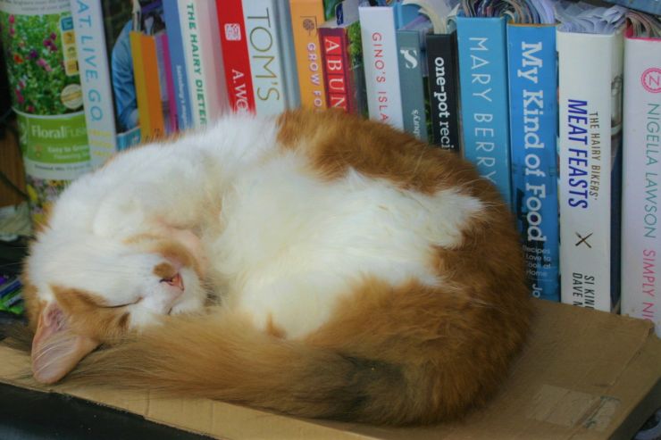 Sleeping on a bookshelf.jpg