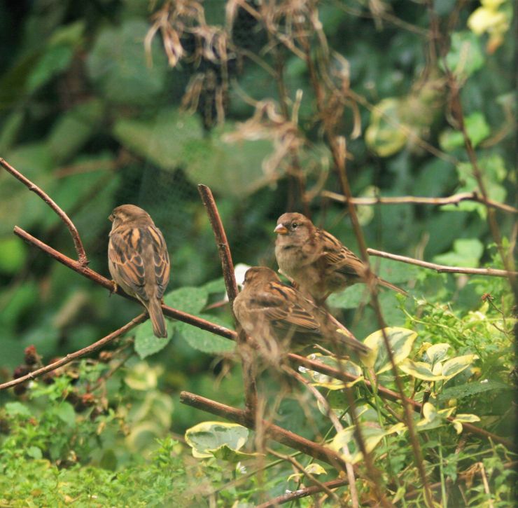 Three Little Birds.JPG