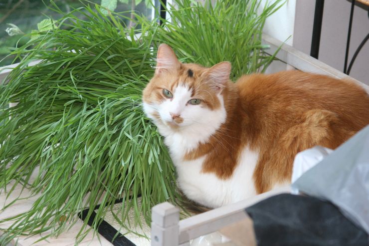 Tang and her Cat Grass.JPG