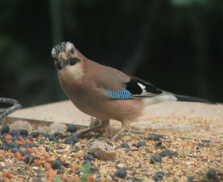 The Jay Bird (2).JPG