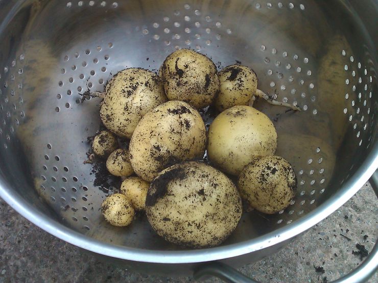 Potatoes from the Garden.jpg