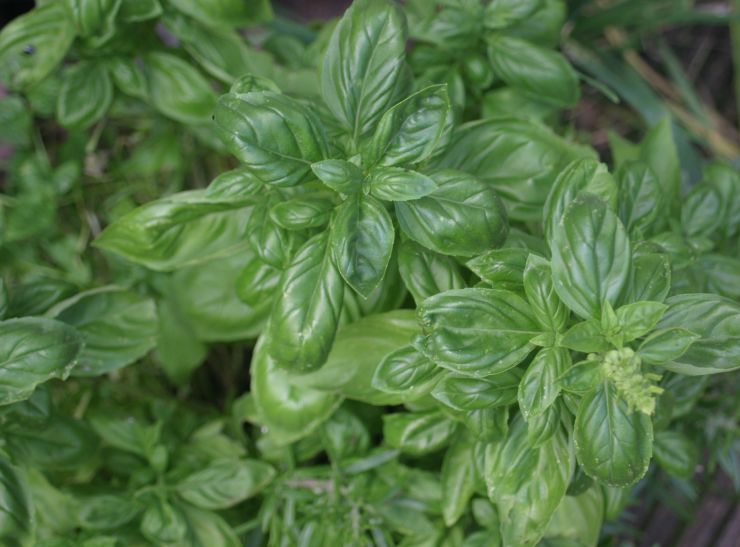 Garden Basil 2017 Edited.JPG