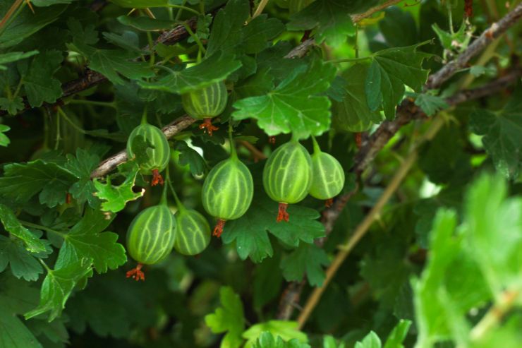 gooseberry-berries-on-the-bush-2021-11-23-19-50-48-utc.jpg