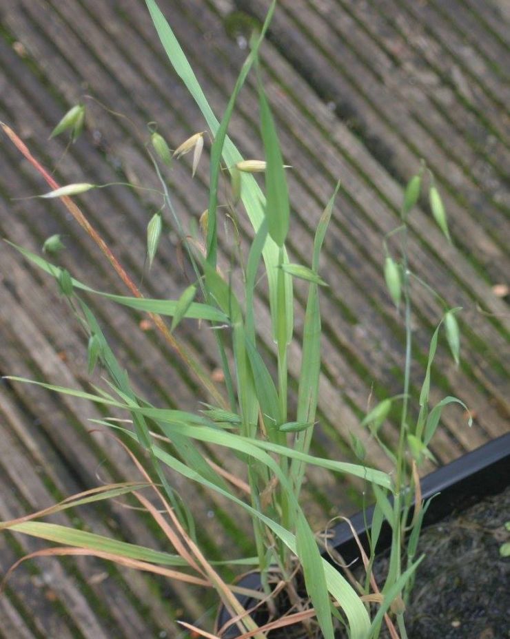 Growing Cat Grass Seeds.jpg