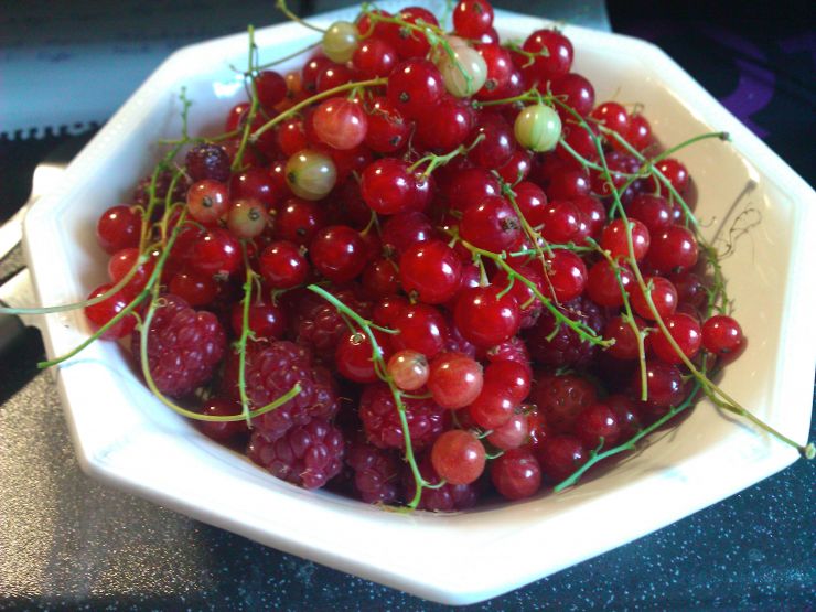 Redcurrants and raspberries Harvest.jpg