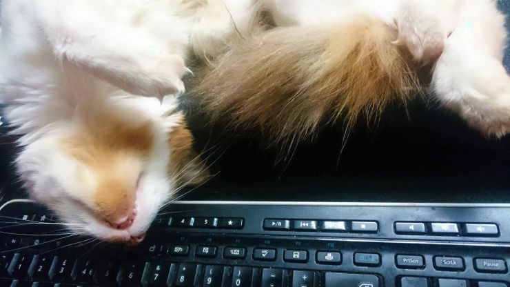 The Tang sleeping by the keyboard.jpg