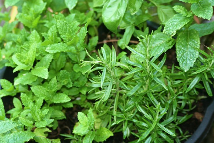 My aromatic herbs 2019.JPG