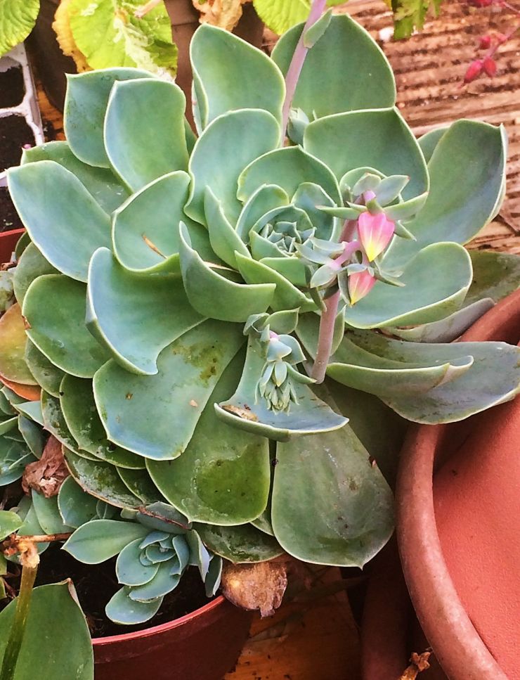 Echeveria blossoming 2022.jpg