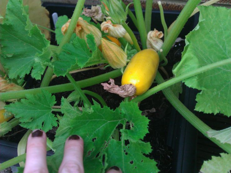 Yellow Courgette growing.jpg