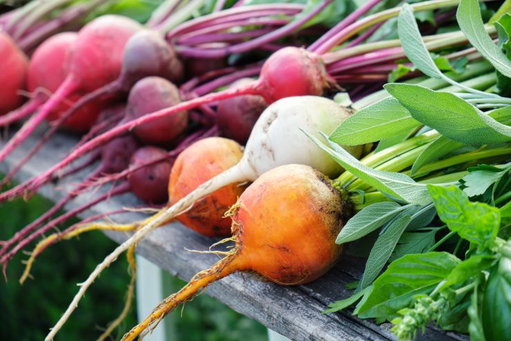 colorful-rainbow-beets-organic-vegetables-2021-09-04-04-05-25-utc.jpg