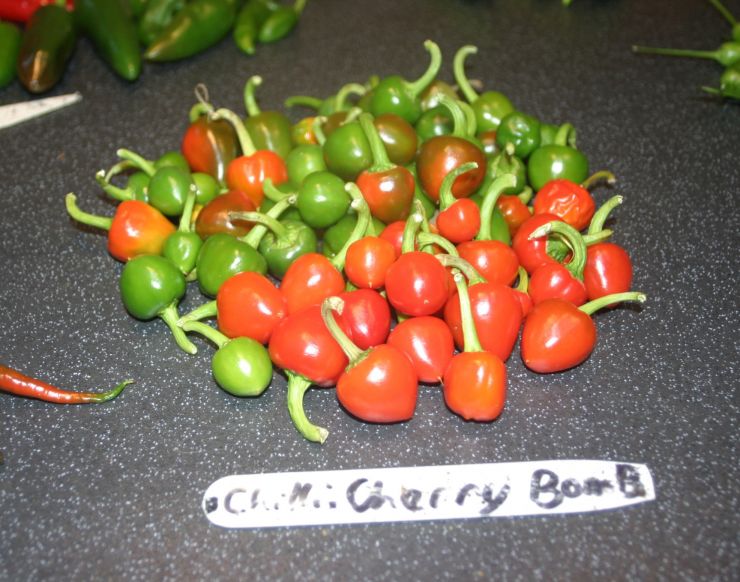 Cherry Bomb Chillies 2017 Edited.JPG