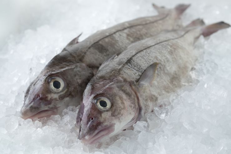fresh-raw-whole-haddock-fish-2021-08-30-02-20-18-utc.jpg