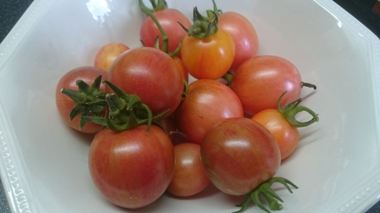 Bumblebee Tomatoes.JPG