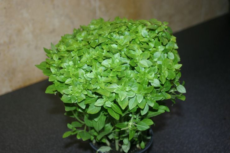 Greek Basil.JPG