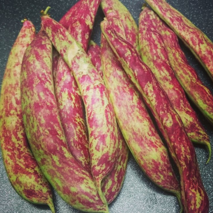 Borlotti Beans.jpg