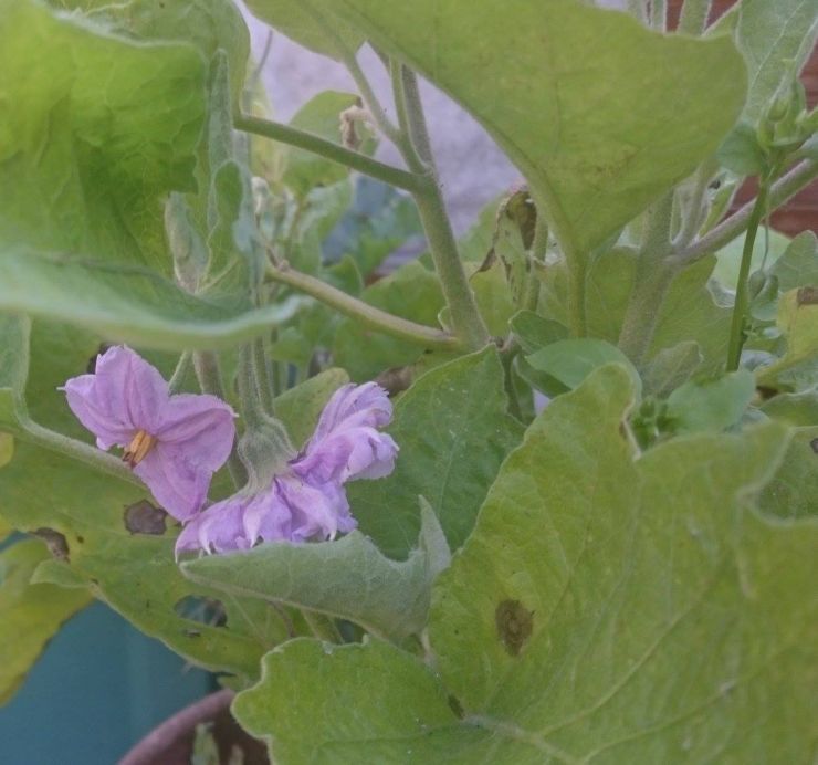 Purple Potato Flowers.jpg