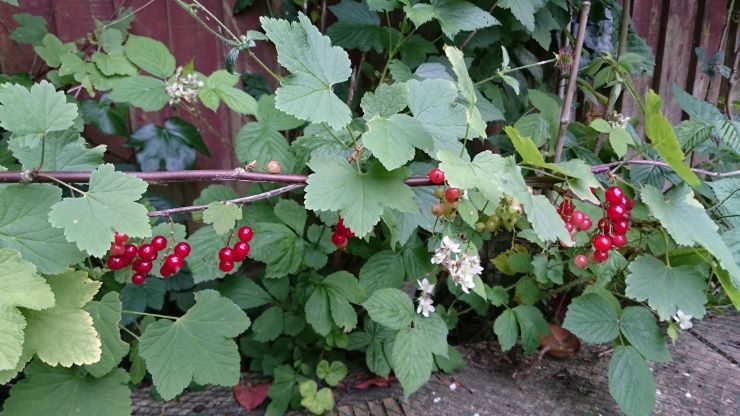 The redcurrants 2.JPG