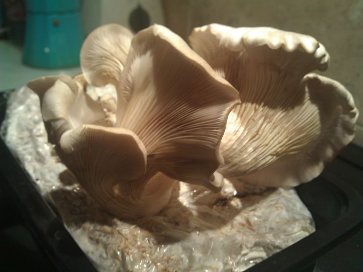 The Oyster Mushrooms.jpg