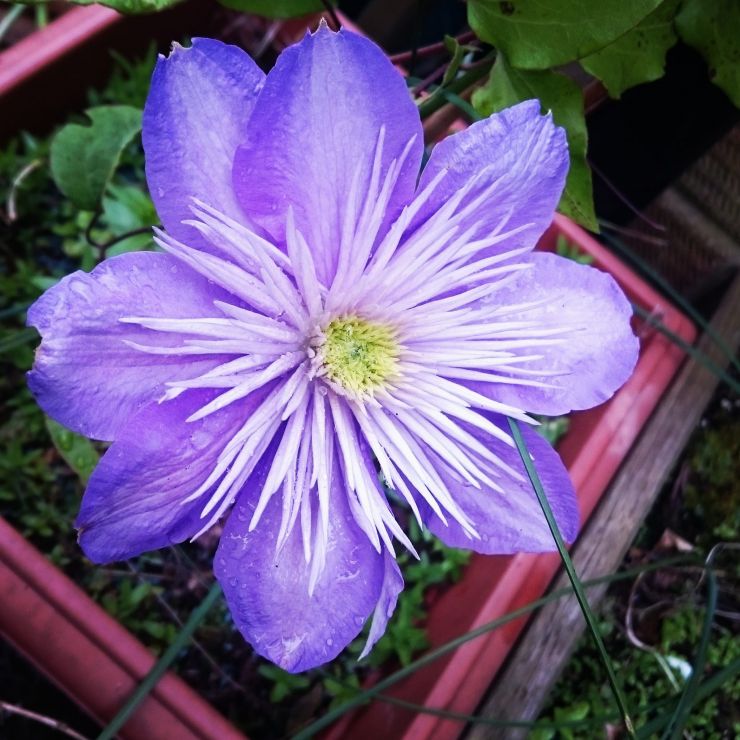 Clematis President flower.jpg