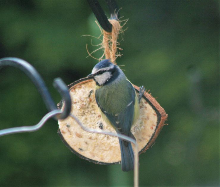 Baby Blue Tit 2022 Spring.JPG