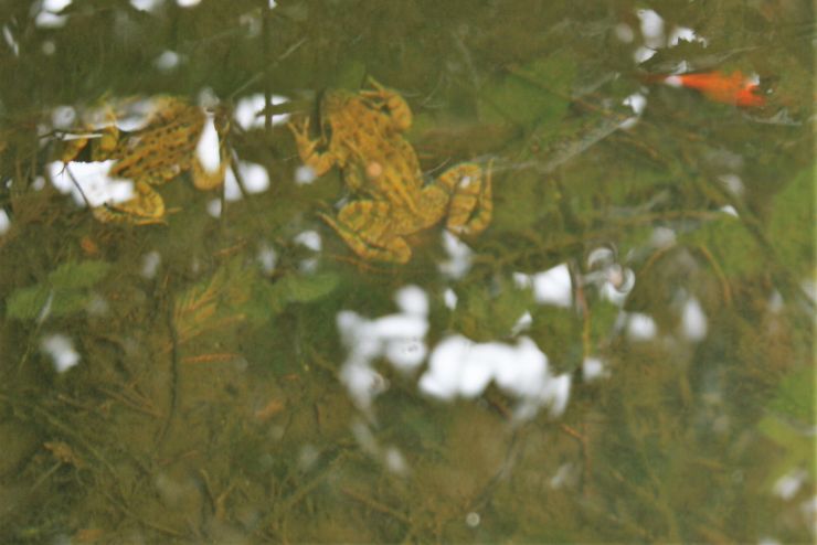 Frogs and red fish.JPG