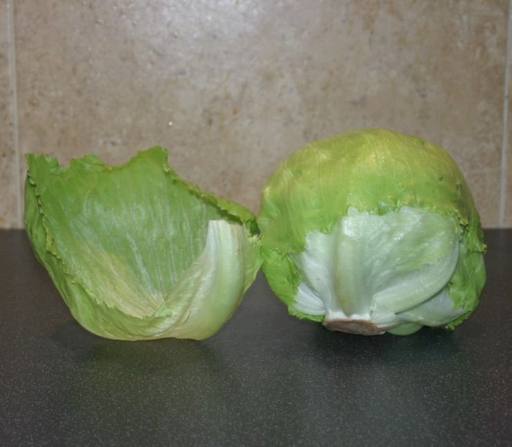 Sain's Iceberg Lettuce Edited 2.JPG