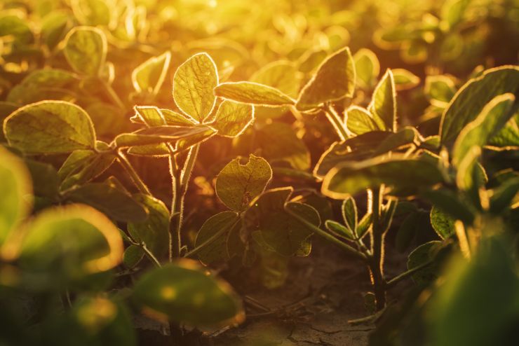 organic-soybean-field-in-sunset-2021-08-26-23-03-01-utc.jpg