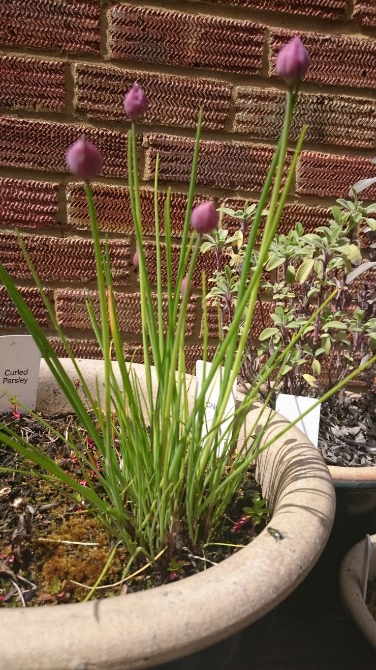 Chives about to flower.JPG
