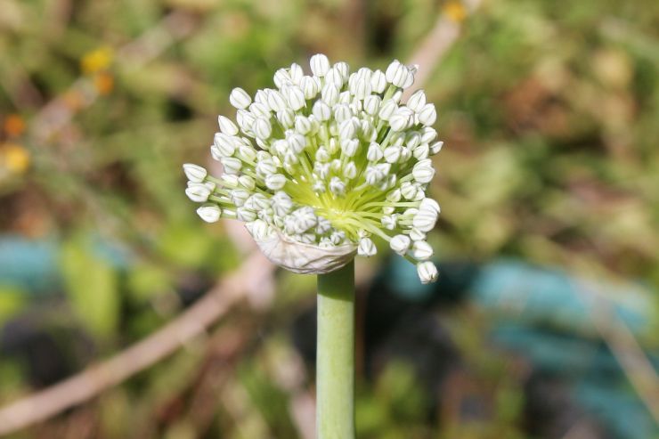 An Onion Flower.JPG