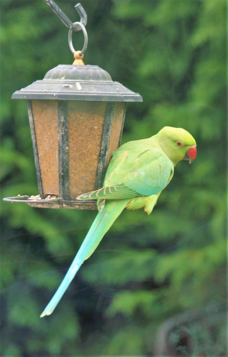 Our new friend the parakeet garden.jpg