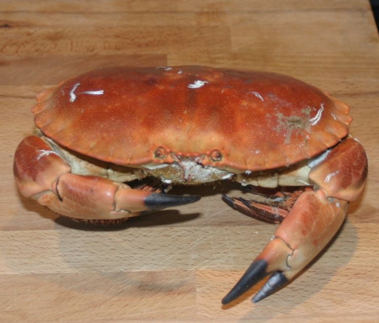 Crab 2 Edited.JPG