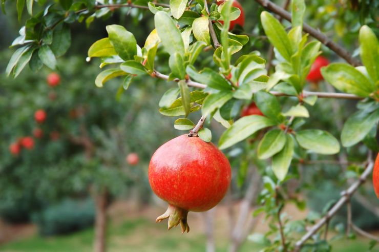 pomegranate-fruit-2021-08-26-17-24-36-utc.jpg