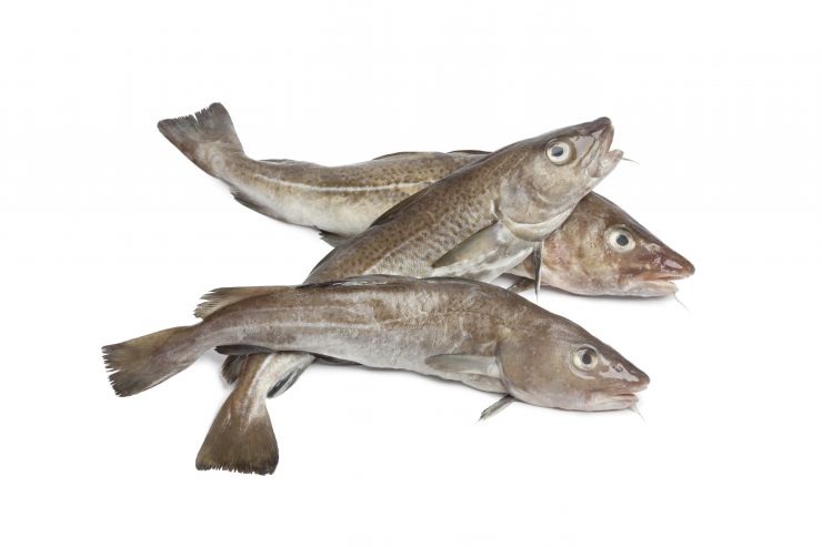 fresh-atlantic-cod-fishes-2021-08-26-16-56-22-utc.jpg
