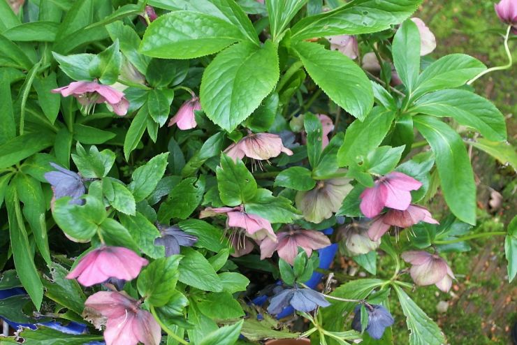 Hellebore 2019 gallore.JPG