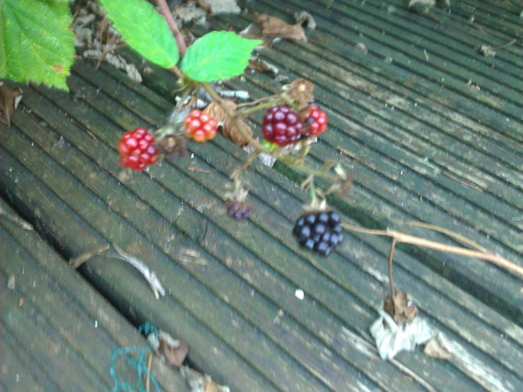 Blackberry Bush.jpg