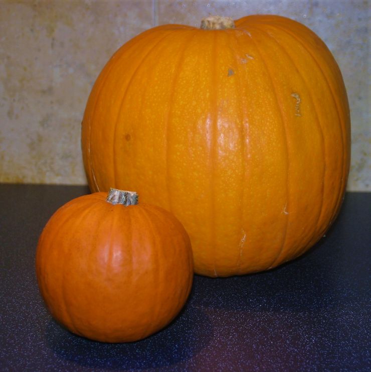 Pumpkin Time.JPG