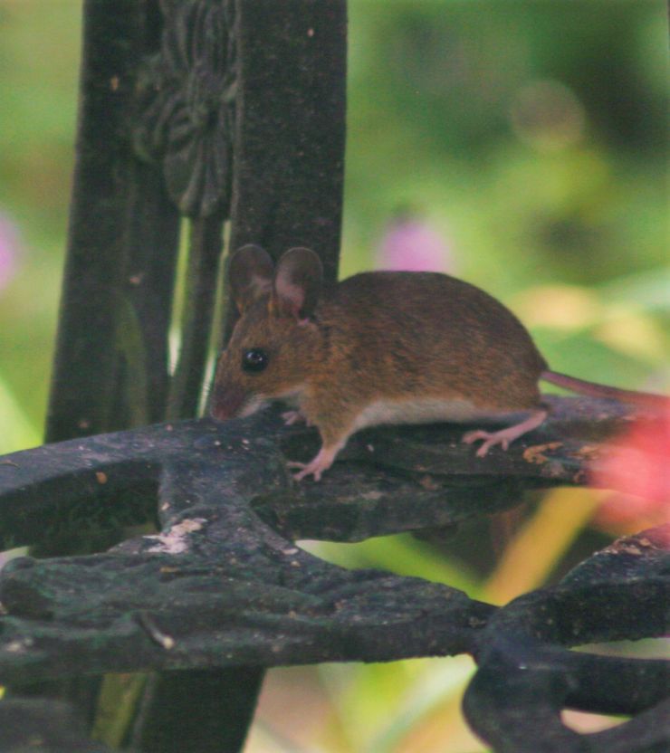 Our jumping  mouse.JPG