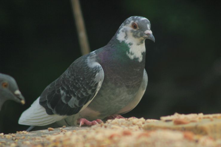 New Pigeon.JPG