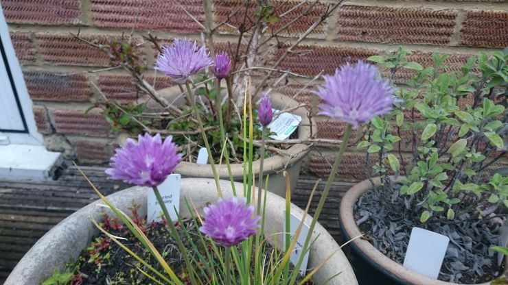 Chive Flowers.JPG