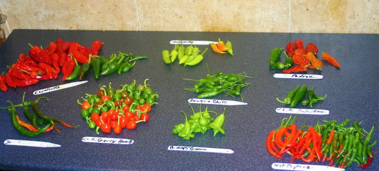 Chilli Harvest.JPG