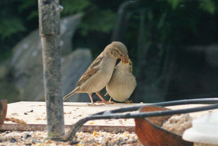 Baby Sparrow feeding time.JPG