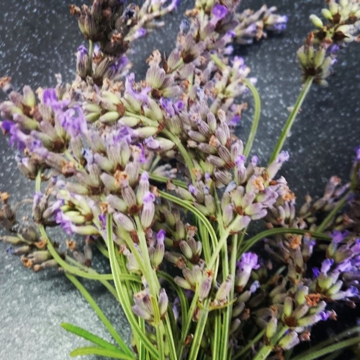 Dried Lavender.jpg