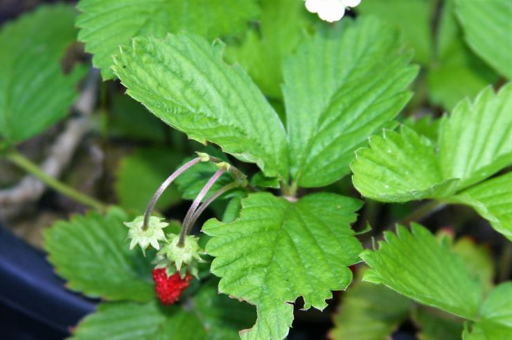 Wild Forest Strawberries 2019.JPG