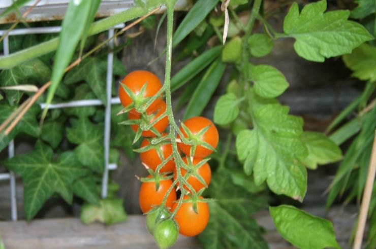 Santorange Tomatoes 2019.JPG