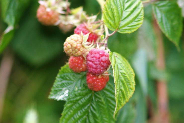 Ripening Raspberries 2019.JPG