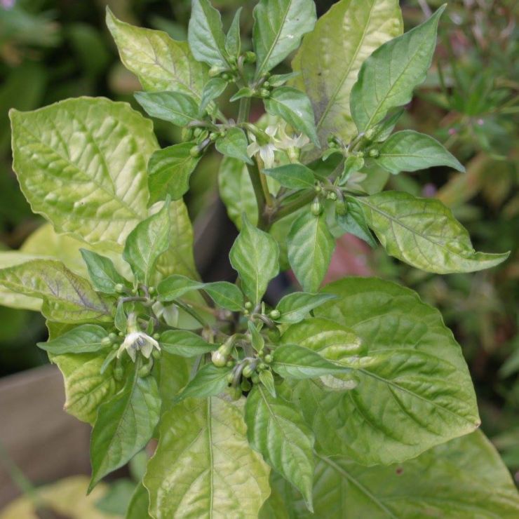 A Chilli plant blossoming.jpg