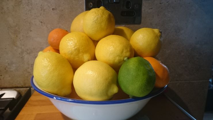 Citrus Fruits.JPG