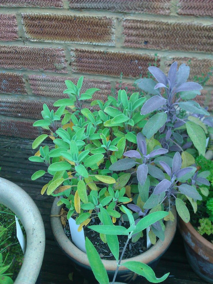 Sage, green and purple ones.jpg