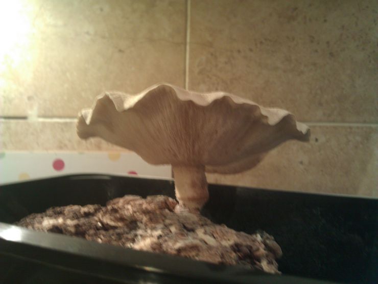 Mushroom experiment 1.jpg